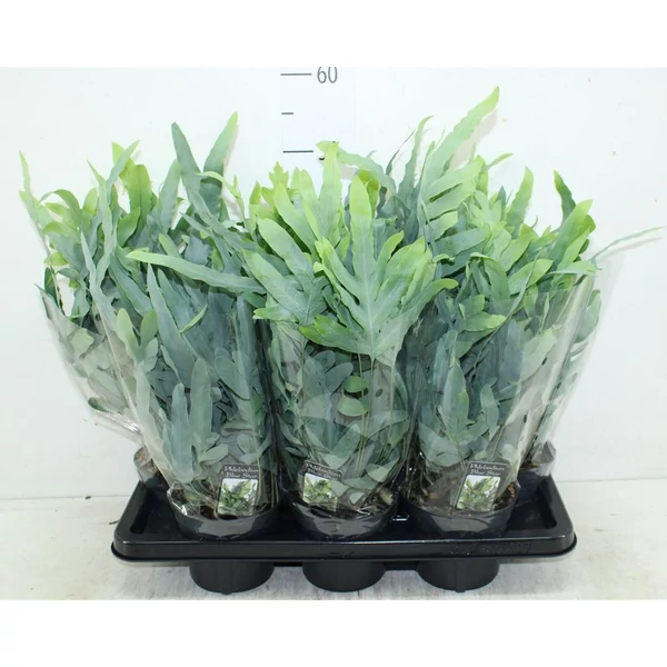 Kéklevelű páfrány PHLEBODIUM AUREUM BLUE STAR CS14