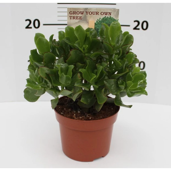Pozsgás növénymix SUCCULENTE CS15