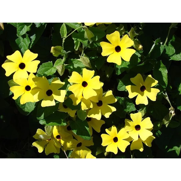 Szárnyas feketeszem