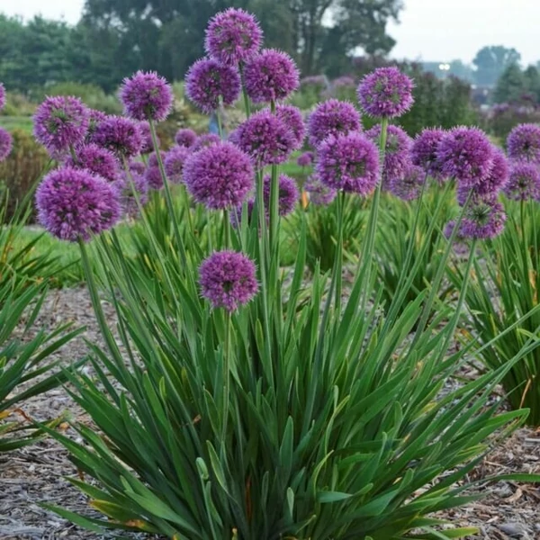 Díszhagyma ALLIUM CS15