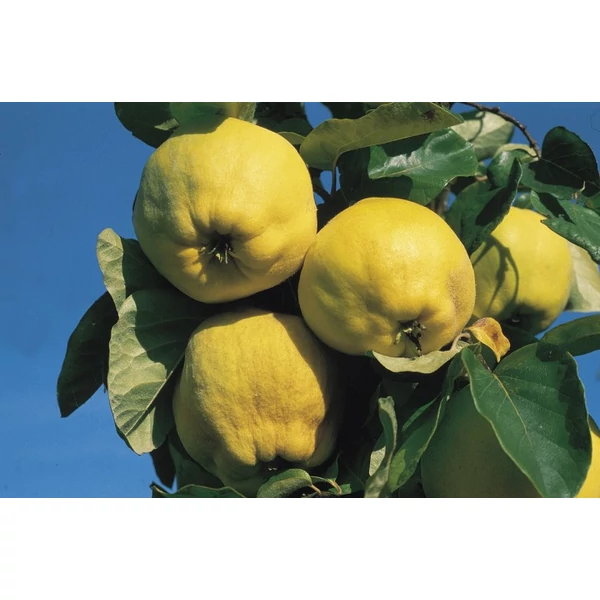 Robusta birs Cydonia oblonga