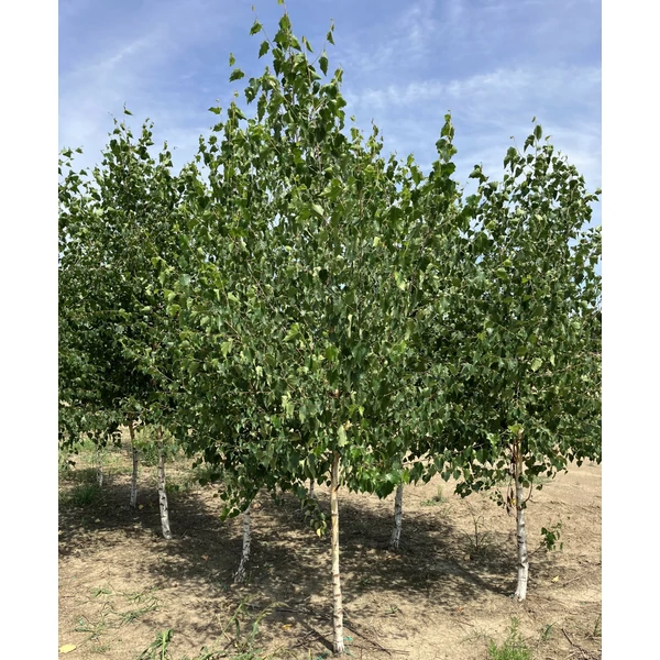 Közönséges nyír BETULA PENDULA T70 8/10 200/250*