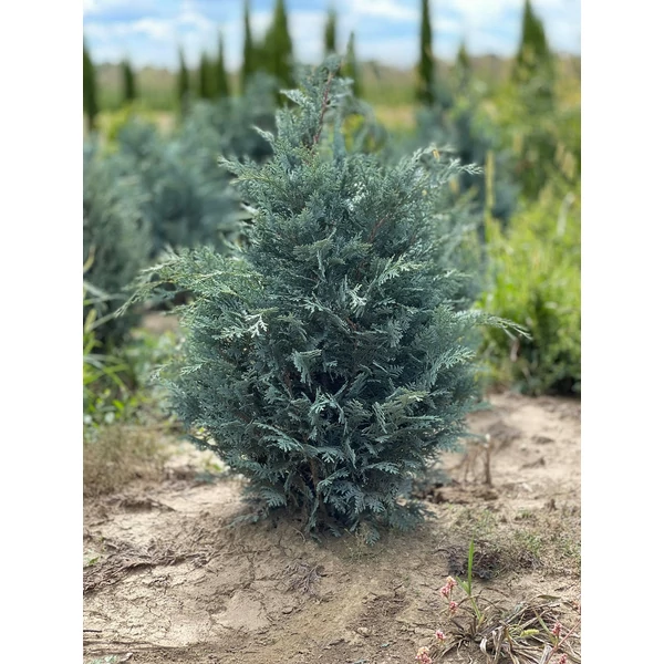 Kék oregoni hamisciprus CHAMAECYPARIS LAWSONIANA VAN PELT'S BLUE 60/80*