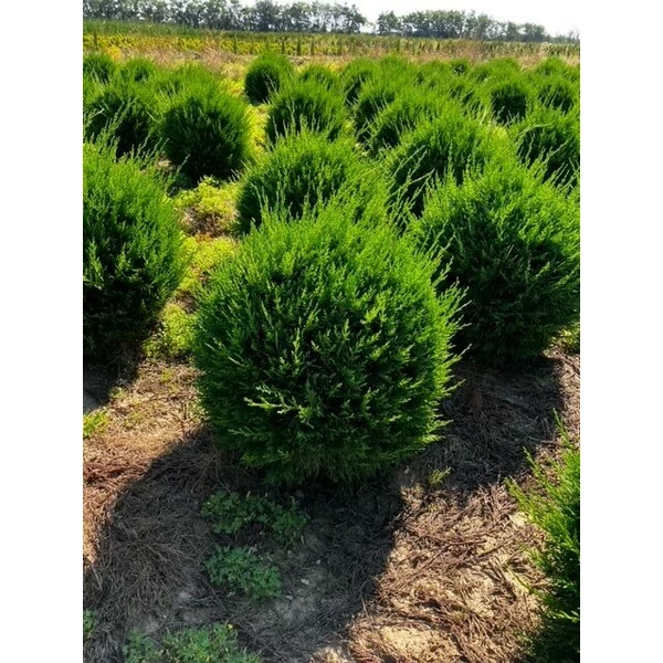 Leyland ciprus CUPRESSOCYPARIS LEYLANDII GÖMBRE NYÍRT 50/60*