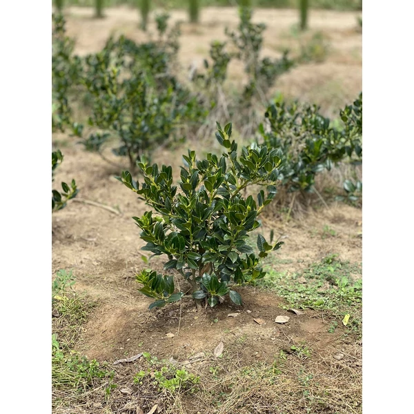 Közönséges magyal ILEX AQUIFOLIUM J.C VAN TOL 40/60*