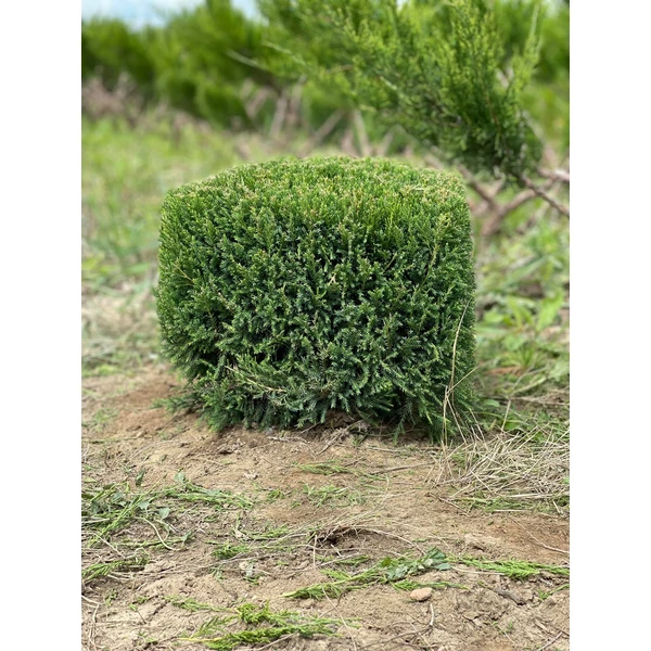 Terülő boróka JUNIPERUS MEDIA MINT JULEP KOCKÁRA NYÍRT 30×30×30*