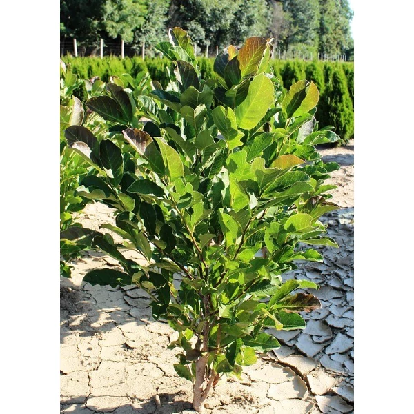 Liliomfa MAGNOLIA SZÍNVÁLTOZATOK 60/80*