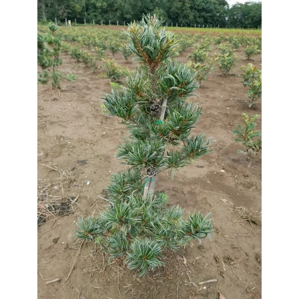 Japán fehérfenyő  PINUS PARVIFLORA GLAUCA 60/80*