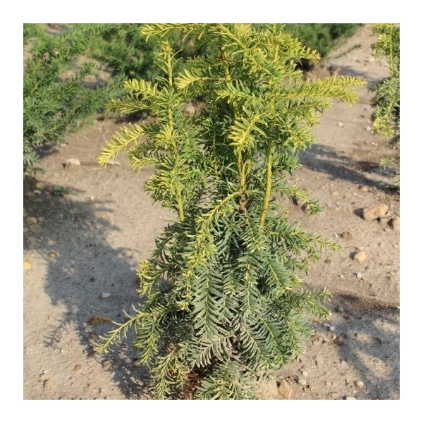 Aranylombú csüngő ágú tiszafa TAXUS BACCATA DOVASTONIANA AUREA 100/125*