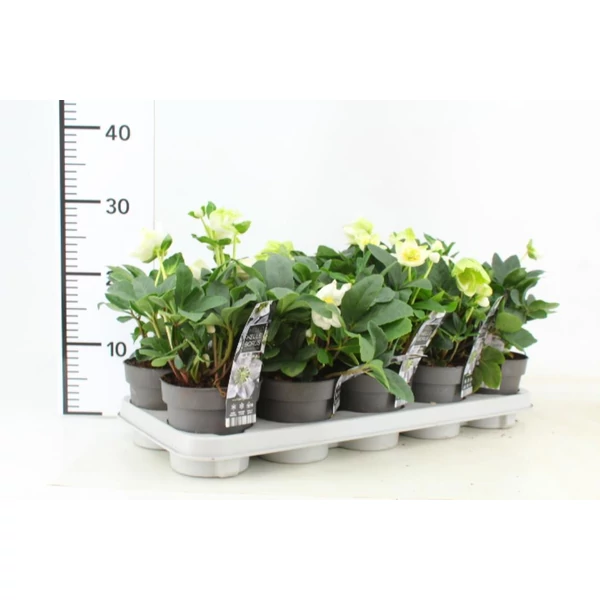 Fekete hunyor CHRISTMAS CAROL 30 CM CS12
