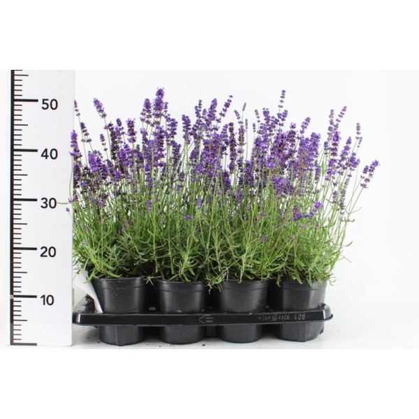 Levendula LAVANDULA ANGUSTIFOLIA HIDCOTE CS14