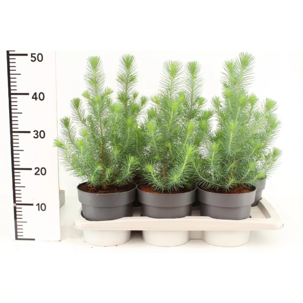 Mandulafenyő PINUS PINEA SILVER CREST 15CM CS10,5  