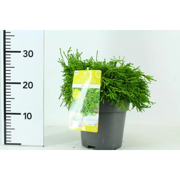 Thuja    THUJA ORIENTALIS SEAGRASS 25/30 K3