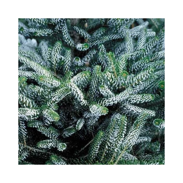 Koreai jegenyefenyő   ABIES KOREANA SILBERLOCKE 40/60 K5
