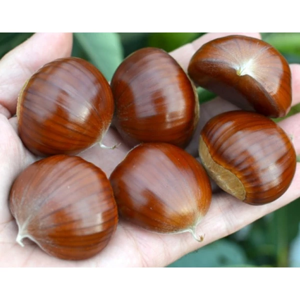 Szelídgesztenye CASTANEA SATIVA BOUCHE DE BETIZAC 60/80 CS15×15