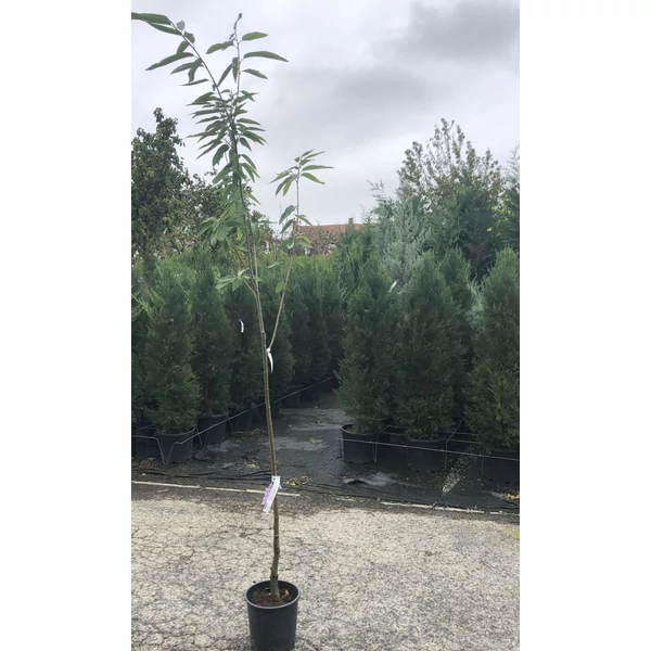 Szelídgesztenye CASTANEA SATIVA BOUCHE DE BETIZAC 140/160 K9