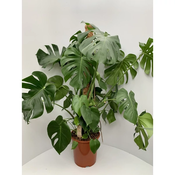 Könnyezőpálma MONSTERA DELICIOSA KÓKUSSZAL TÁMASZTVA  CS24