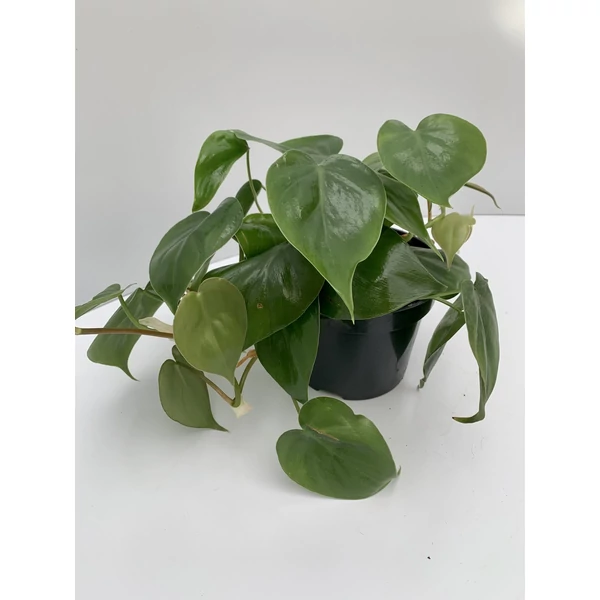Kúszó filodendron   PHILODENDRON SCANDENS BIRKON CS15