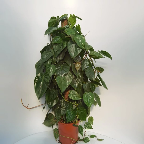 Kúszó  filodendron PHILODENDRON SCANDENS KOKUSZRA FUTTATVA CS24