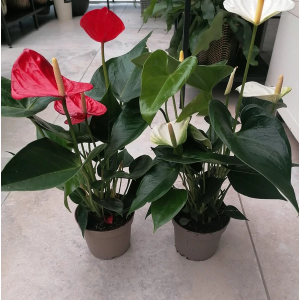 Flamingóvirág ANTHURIUM ANDRAEANUM CS12