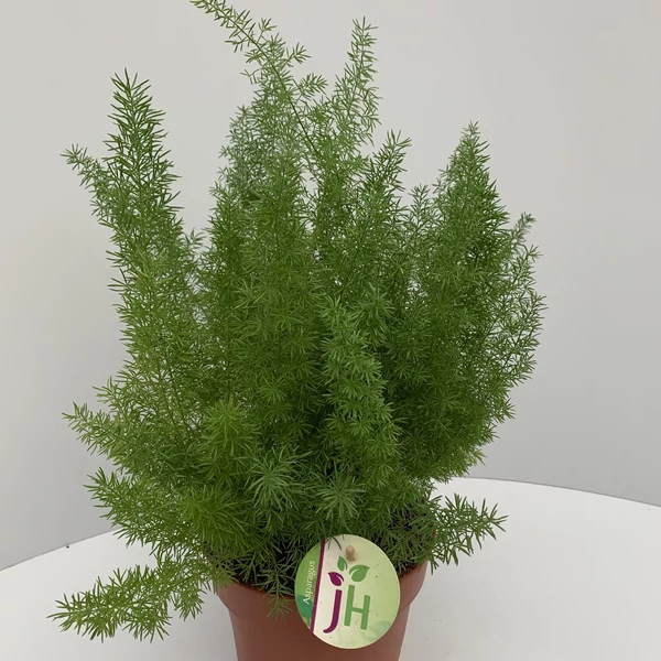 Aszparágusz ASPARAGUS FAJTÁK CS17