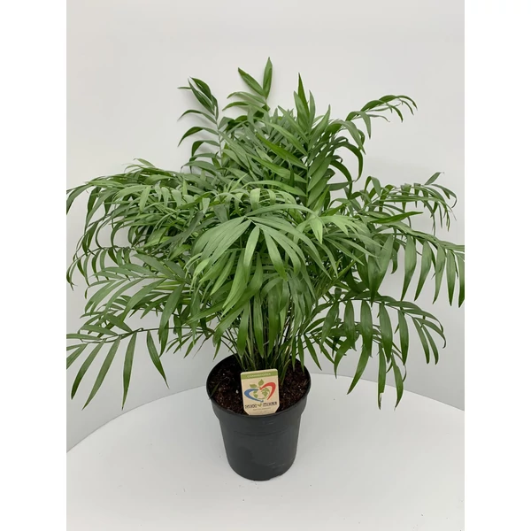 Gyompálma ELEGANS CS21   