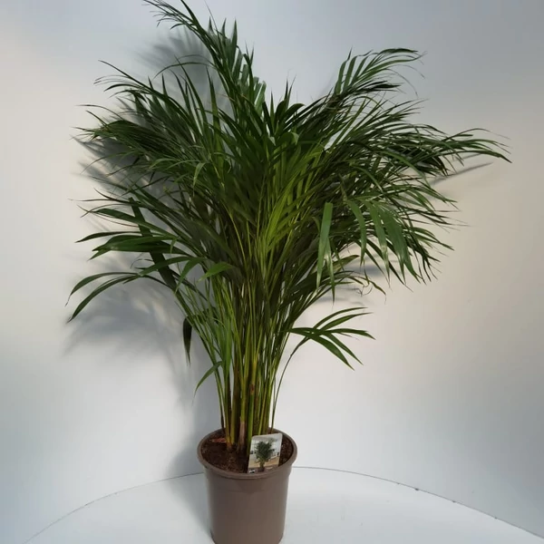 Aranygyümölcs pálma CHRYSALIDOCARPUS ARECA CS23