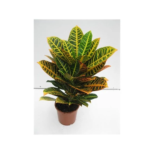 Kroton-csodacserje CODIAEUM VARIEGATUM PETRA CS21