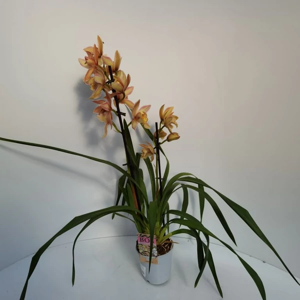 Csónakorchidea   CYMBIDIUM 2 FÜRTÖS CS14