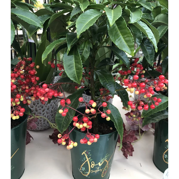 Csipkés csúcsvirág ARDISIA CRENATA 45CM CS14