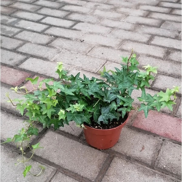 Közönséges borostyán MIX CS13   