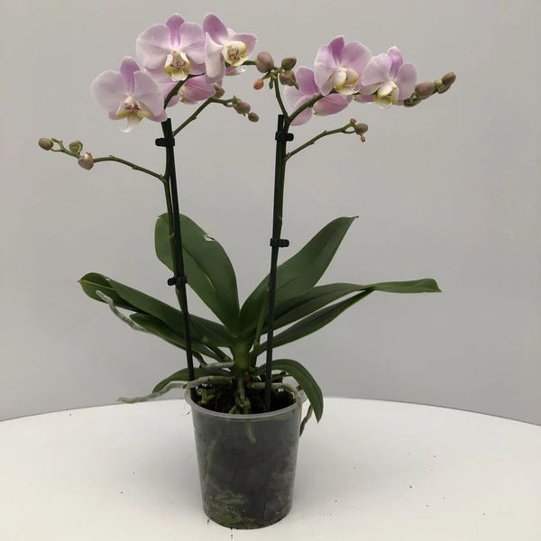 Lepkeorchidea PHALAENOPSIS LITTLE COLIBRI MIX