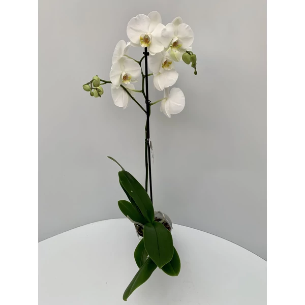 Lepkeorchidea FPHALAENOPSIS MINI MIX 3 ÁGAS