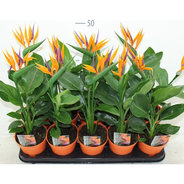 Papagájvirág művirággal  STRELITZIA MŰVIRÁGGAL CS12