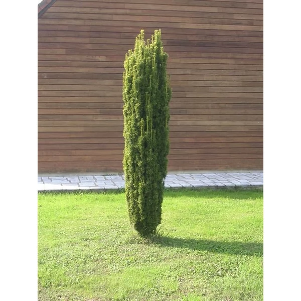 Oszlopos tiszafa   TAXUS BACCATA FASTIGIATA 200/225 3×I K155