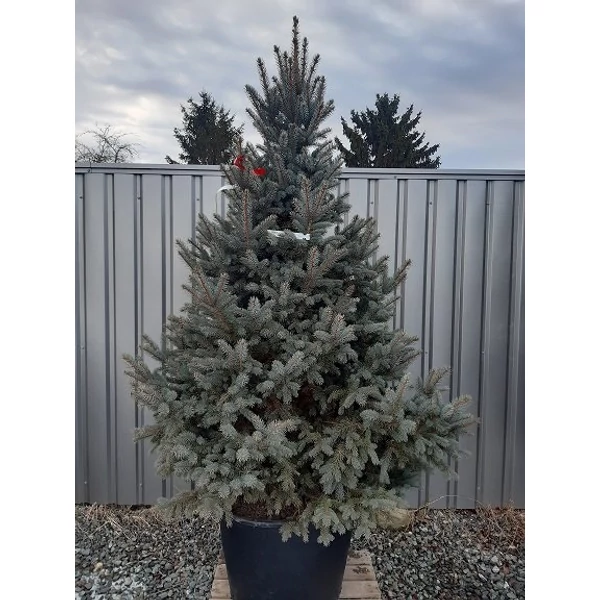 Ezüstfenyő    PICEA PUNGENS BALATON 225/250 3×I DL