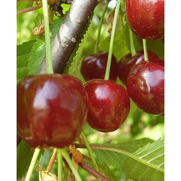 Rita cseresznye PRUNUS AVIUM RITA SZGY