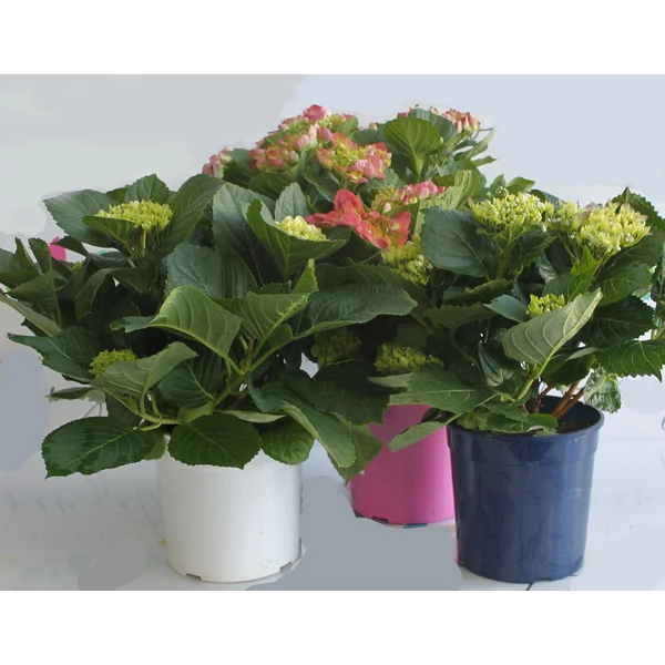 Hortenzia    HYDRANGEA MACROPHYLLA K3