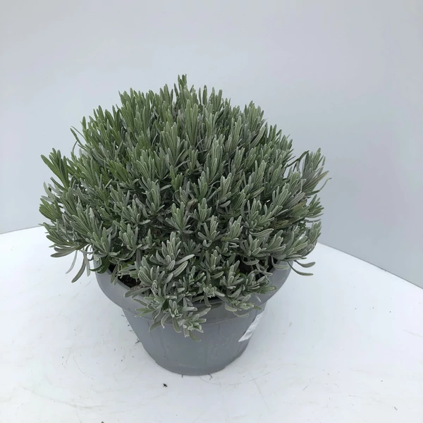 Levendula BOKOR CS25-K5,5  