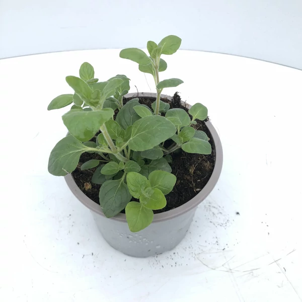 Menta K1,5