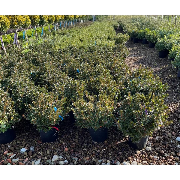 Japán azálea   AZALEA JAPONICA SZÍNVÁLTOZATOK K9                                 