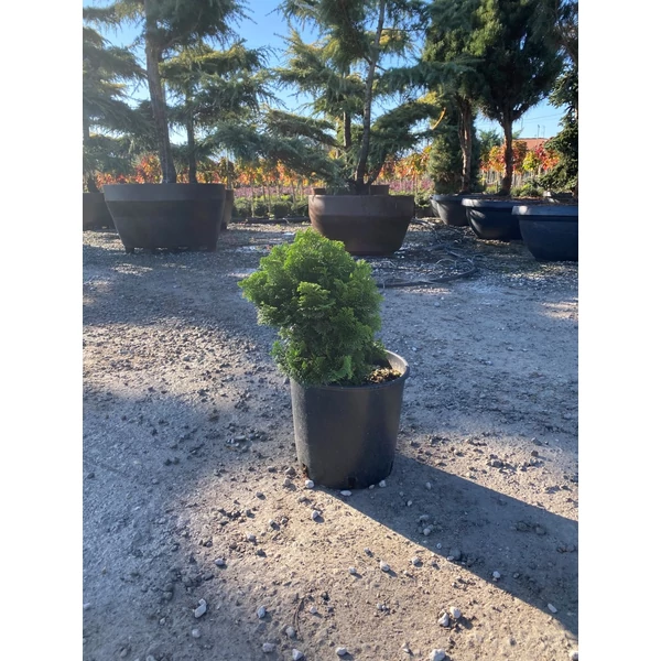 Hinoki hamisciprus   CHAMAECYPARIS OBTUSA NANA GRACILIS K9       