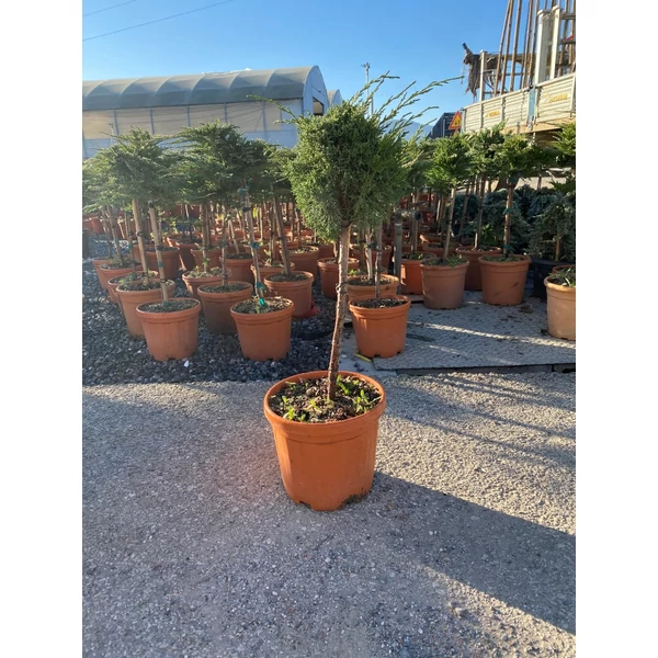 Boróka    JUNIPERUS FAJTÁK T1/4 K5                  