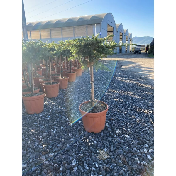 Kínai boróka   JUNIPERUS CHINENSIS T1/4 K5