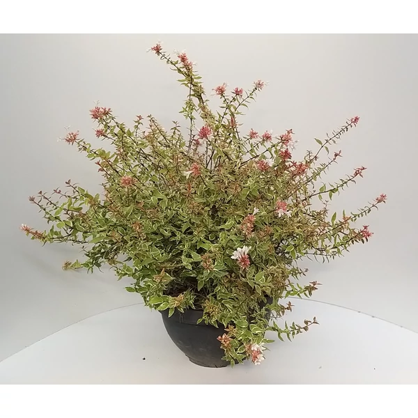 Nagyvirágú tárnicslonc   ABELIA SPARKLING SILVER BONSAI TÁLBAN CS30