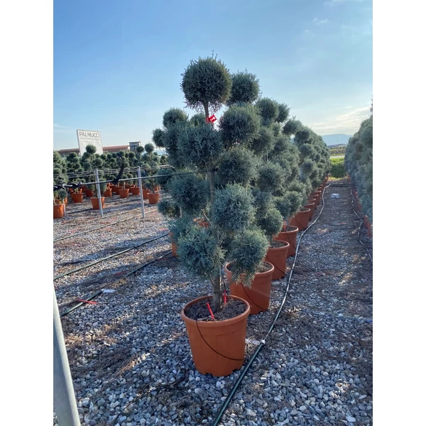Oszlopos, kék arizoniai ciprus CUPRESSUS ARIZONICA FASTIGIATA POM-PON 120/140 K20