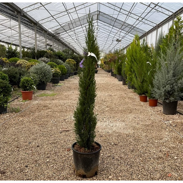 Európai ciprus   CUPRESSUS SEMPERVIRENS TOTEM 60/80 K5