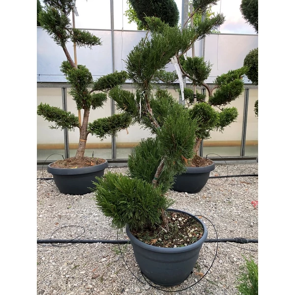 Terülő boróka   JUNIPERUS MEDIA MINT JULEP BONSAI K40