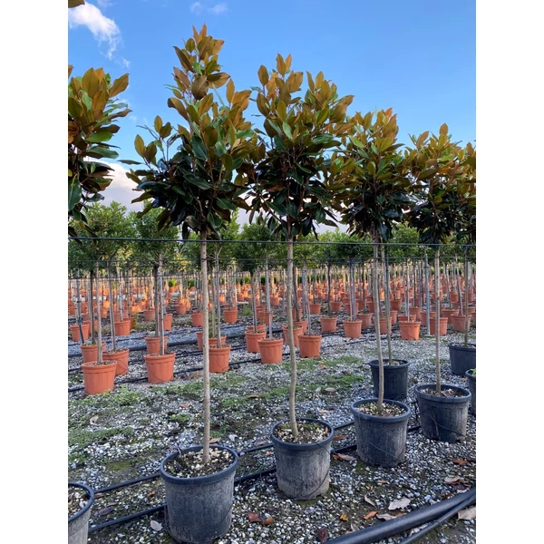 Örökzöld liliomfa   MAGNOLIA GRANDIFLORA LITTLE GEM T1/2 K15 