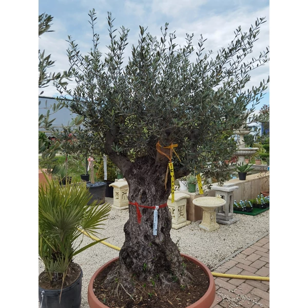 Olajfa   OLEA EUROPEA ÖREG TÖRZS BONSAI TÁLBANK70